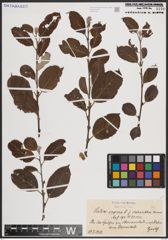Foto von Salix caprea L.